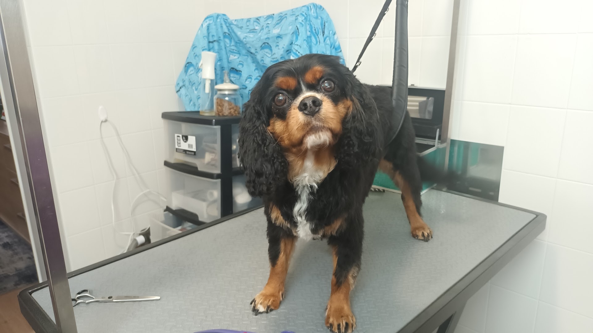 Cavalier King Charles spaniël na de trimbeurt