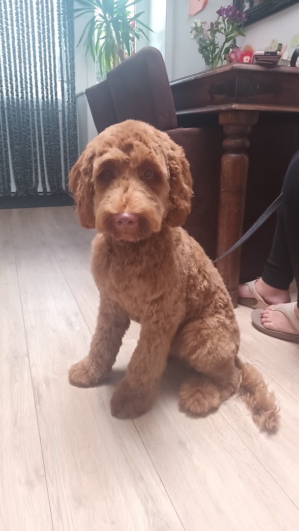 Roodbruine labradoodle vers getrimd