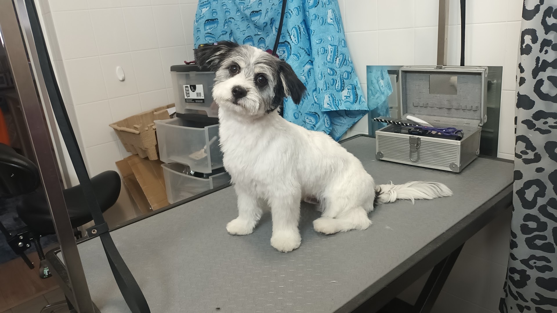 Wit-grijze terrier net getrimd op de trimtafel